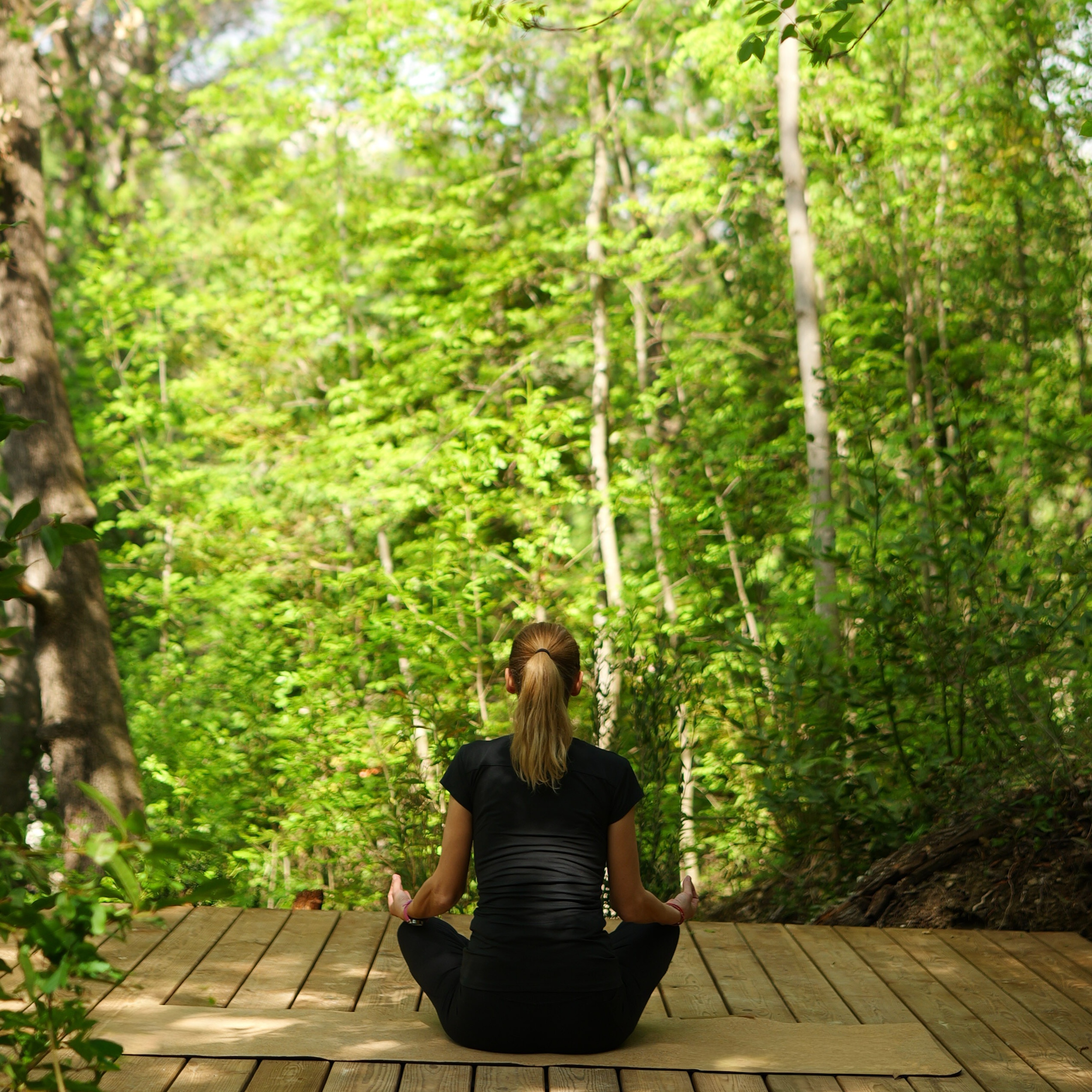 Orion Treehouses Unveils Its Forest for the 2026 Season: Canopy Yoga Deck and Forest Bathing